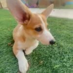 Purest welsh Pembroke Corgi in RAK City