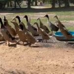 اطقم بط بطريقي in Al Ain