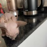 Canadian Sphynx Kitten in Dubai