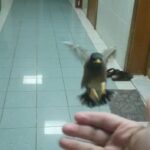myna 3 weeks old  مينا in Abu Dhabi