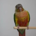 Yellow Sided Green Cheek Conure in Dubai