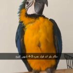 مكاو بلو اند قولد macaw in Ajman