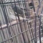 white face cocktail pair for sale in Sharjah