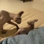Sphynx Kitten in Dubai