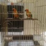 Sun Conure pair with big cage 1250 in Sharjah