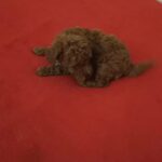 Female poodle dark red color in Ajman