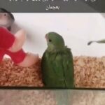 فرخ ببغاء الدرة in Ajman