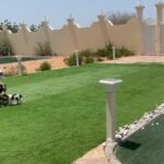 Beagle Puppies in Dubai