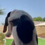 Beagle Puppies in Dubai