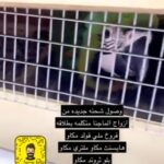 وصول شحنه من ازواج الماقنا فروخ الدبل يلو هيد ملتري in Al Ain