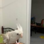 Cockatiel Tamed in Sharjah