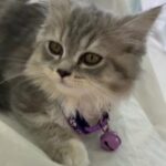 Beautiful Female Kitten in Dubai