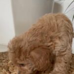 *OFFER PRICE** Cute CAVAPOO FEMALE HEALTHY PUPPY AVAILABLE in Dubai