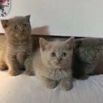 British Shorthair Kittens Available 😻 in Dubai