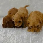 red toy poodle apricot toy poodle in Abu Dhabi