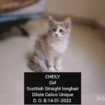 Dilute calico Scottish Straight longhair in Al Ain