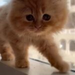 Persian Kittens Looking For Home in Dubai
