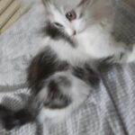 المسعودى خلف مسجد الشيخ ناصر in Al Ain