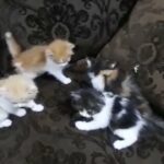 Persian kittens in Ajman