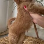 *♡OFFER PRICE CAVAPOO FEMALE HOME RAISED HEALTHY PUPPY AVAILABLE in Dubai