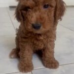 *☆OFFER PRICE CUTE COCKAPOO MALE HEALTHY PUPPY AVAILABLE in Dubai