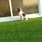 beagle female انثى بيجل in Sharjah