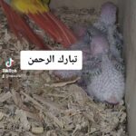 فروخ كنيور صن شك in Abu Dhabi