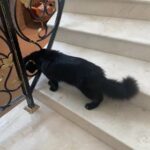 Maine Coon Cat For Sale in Abu Dhabi