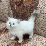 Ragdoll Available in Dubai