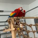 Macaws in Dubai