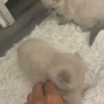 Kittens For Sale in Abu Dhabi