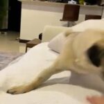 Male Pug Free Mating in Dubai