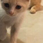 THREE KITTENS FOR ADOPTION (one Month Old) in Dubai