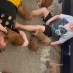 Home Raised Cockapoo Puppies in Dubai