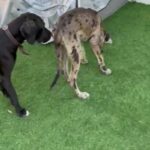 Great Dane Female in Dubai