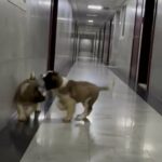 Saint Bernard Puppies Premium Quality in Dubai