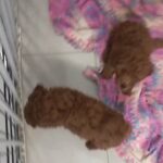 Dark red color poodle puppies in Ajman