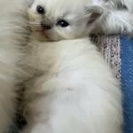 Ragdoll&Himalayan Kitten in Dubai