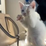Persian And Van Cat Mix in Sharjah