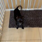 Male Chihuahua For Sale in Dubai
