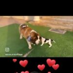 Beagle,ST Bernard.golden Retriever in Dubai