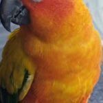 sun conure in Abu Dhabi