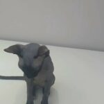 sphynx female in Abu Dhabi