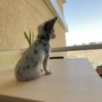 Blue Merle Chihuahua For Stud/Mating in Dubai