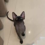 sphynx female in Abu Dhabi