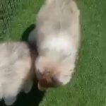 Wooly Coat Huskies Available in Dubai