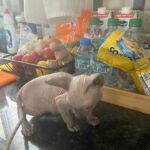 Sphynx Kitten in Dubai
