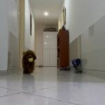 male Miniature Poodle For MATING in Dubai