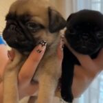 Pug Puppies Available Male And Females in Dubai