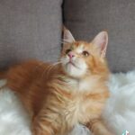 mainecoon in Dubai